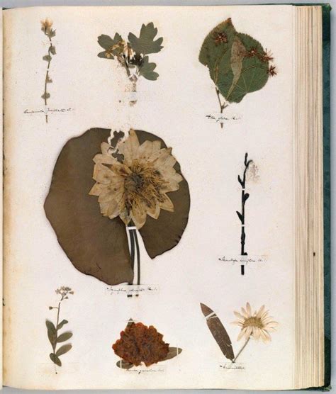 The Power of Herbalism: Exploring the Occult Herbarium's Secrets.